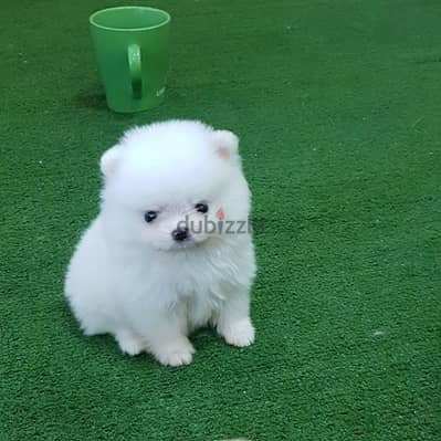 Pomerani-an Puppies//Whatsapp Me (+966)5889933-20