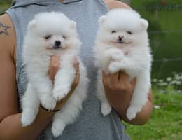 Pomerani-an Puppies//Whatsapp Me (+966)5889933-20 1