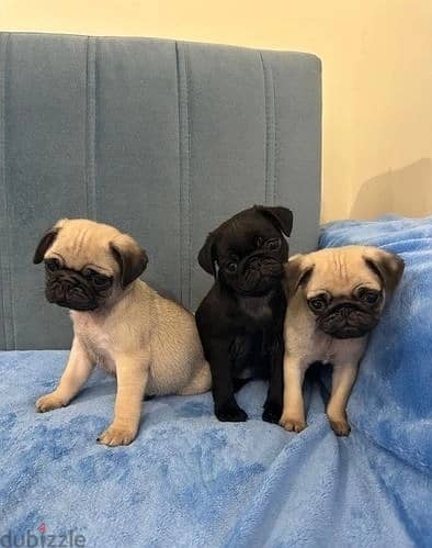 Whatsapp Me +966 (583)921348//Pug Puppies