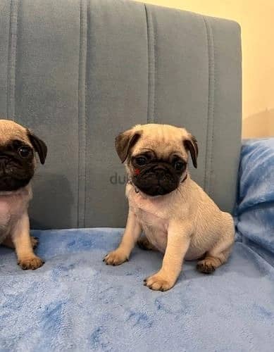 Whatsapp Me +966 (583)921348//Pug Puppies 1