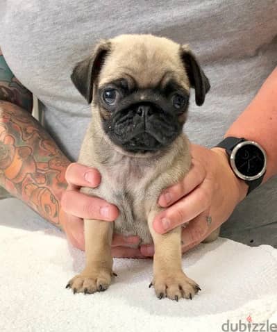 Pug Puppies//Whatsapp Me (+966)5889933-20