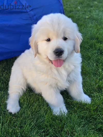 Golden Retriever//Whatsapp Me (+966) 588993320