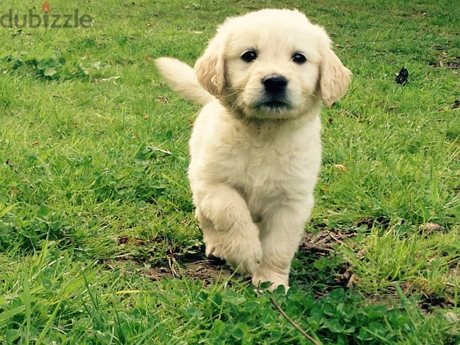Golden Retriever//Whatsapp Me (+966) 588993320 1