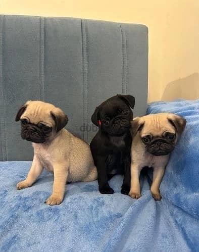 Whatsapp Me +966 (583)921348//Pug Puppies