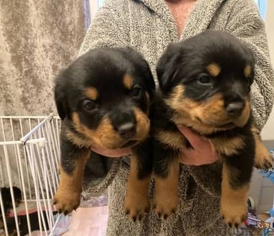 Rottweiler Puppies//Whatsapp Me (+966) 588993320