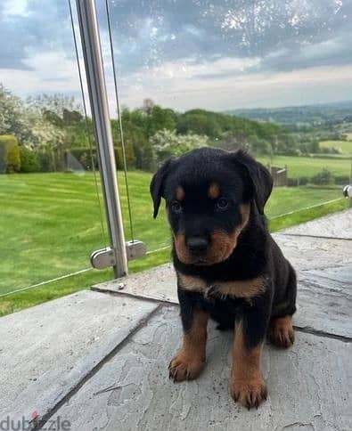 Rottweiler Puppies//Whatsapp Me (+966) 588993320 1