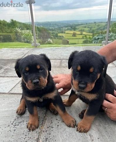 Whatsapp Me (+966) 588993320//Rottweiler Puppies