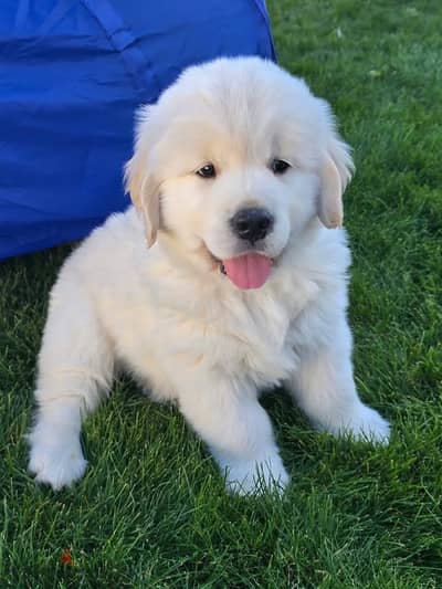 Whatsapp Me (+966) 588993320//Golden Retriever