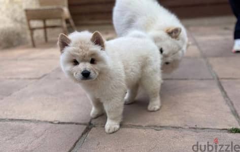 Chow Chow Puppies//Whatsapp Me +966 (583)921348