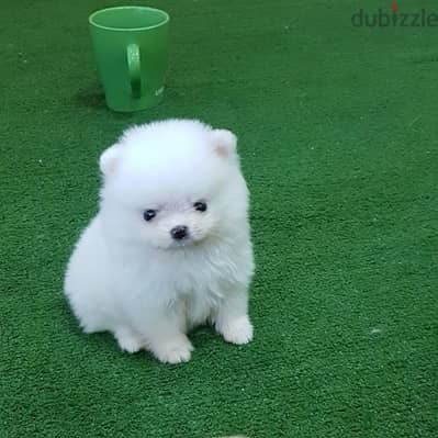 Pomeranian Puppies//Whatsapp Me (+966) 588993320