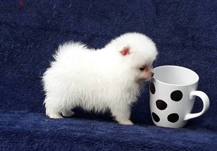 Whatsapp Me (+966) 588993320//Pomeranian Puppies