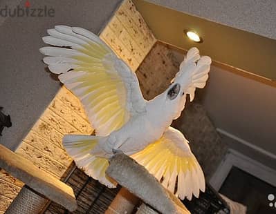 Whatsapp Me (+966) 588993320//Umbrella Cockatoos