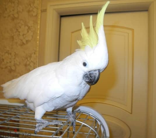 Whatsapp Me (+966) 588993320//Umbrella Cockatoos 1