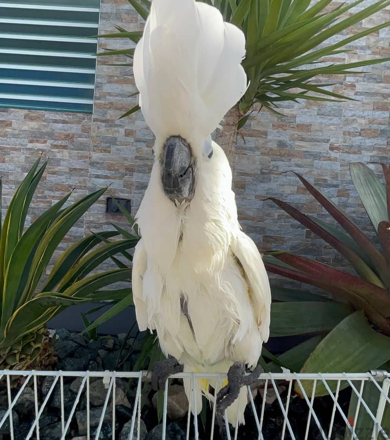Umbrella Cockatoos//Whatsapp Me (+966) 588993320 1
