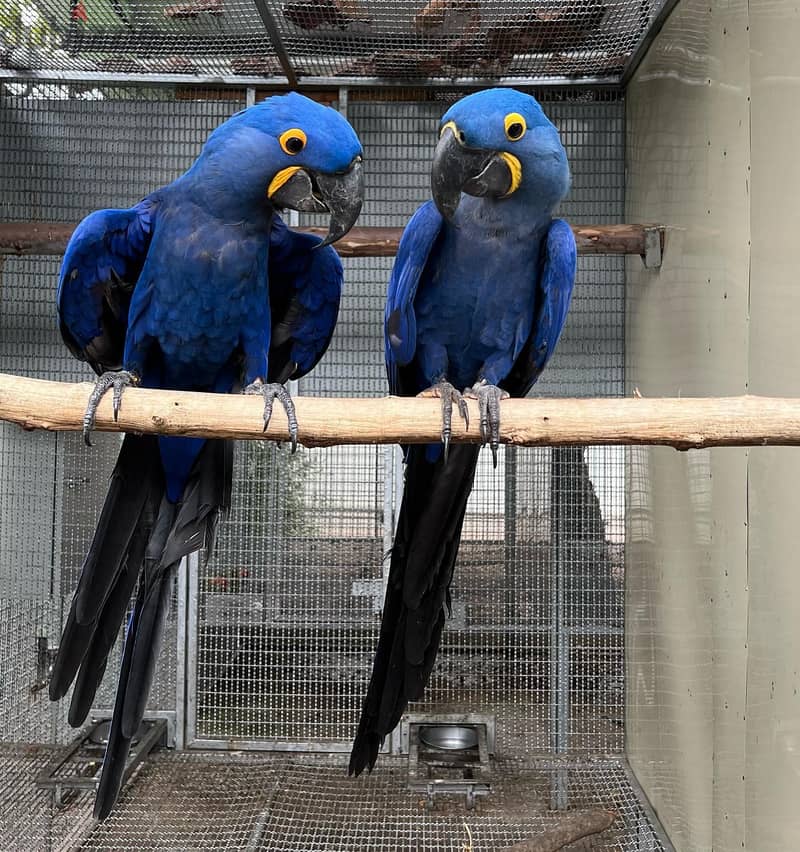 Whatsapp Me +966 (583)921348//Hyacinth Macaws 1