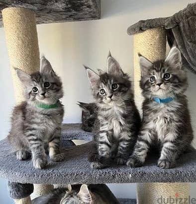 Maine Coon Cats//Whatsapp Me +966 (583)921348