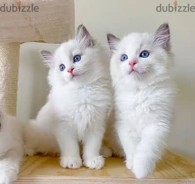 Ragdoll Cats//Whatsapp Me (+966) 588993320