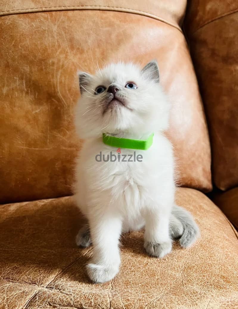 Ragdoll Cats//Whatsapp Me (+966) 588993320 1