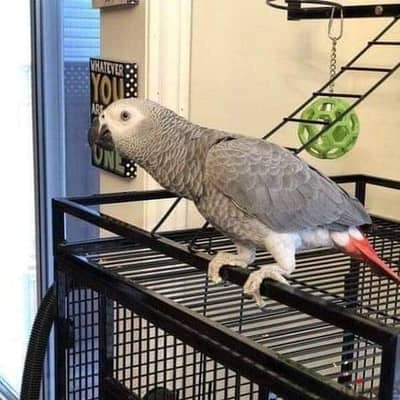 Whatsapp Me (+966) 588993320//African Grey Parrots