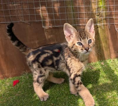 Whatsapp Me +966 (583)921348//Savannah Cats