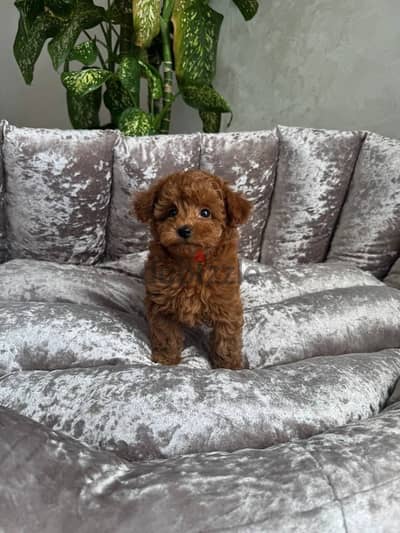Toy Poodle puppies for sale