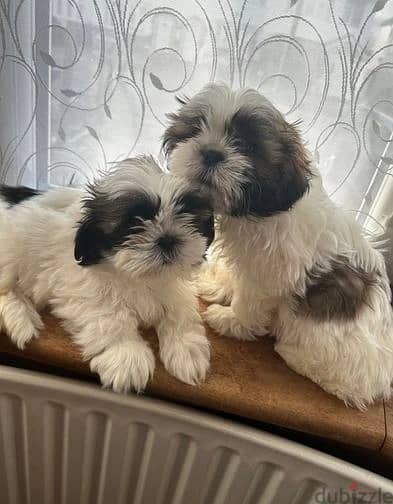 Shih Tzu Puppies//Whatsapp Me (+966) 588993320