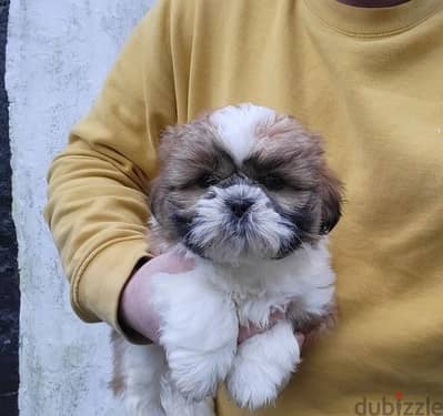 Whatsapp Me (+966) 588993320//Shih Tzu Puppies