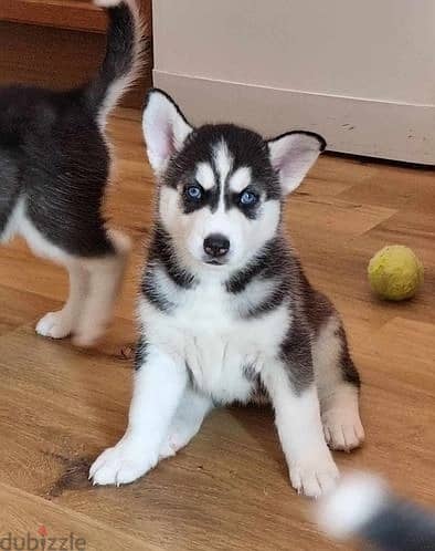Siberian Huskies//Whatsapp Me (+966) 588993320