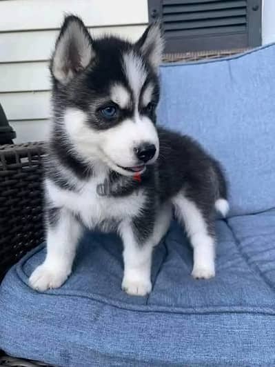Whatsapp Me (+966) 588993320//Siberian Huskies