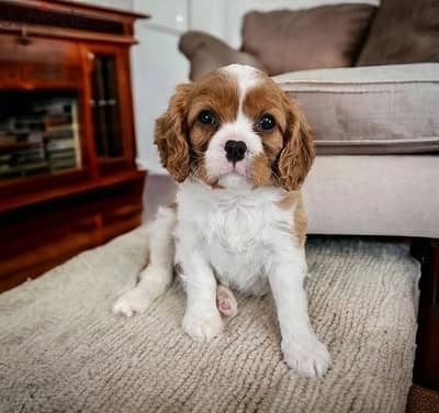 Cavalier King Puppies//Whatsapp Me +966 (583)921348