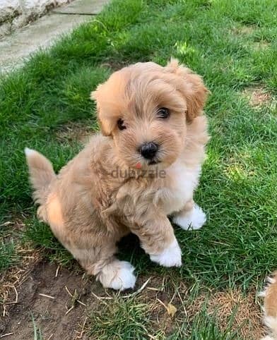 Maltipoo Puppies//Whatsapp Me +966 (583)921348