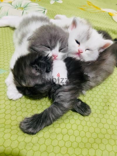 KITTENS FOR SALE