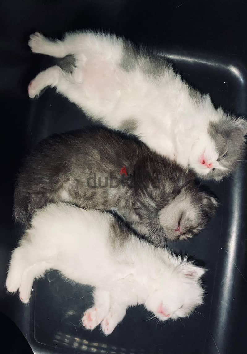 KITTENS FOR SALE 1