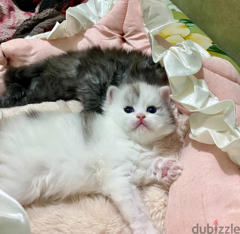 KITTENS FOR SALE 2