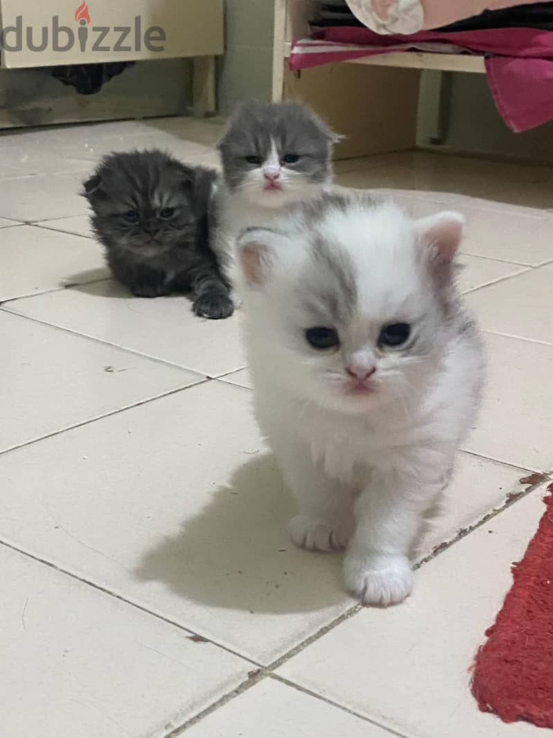 KITTENS FOR SALE 3