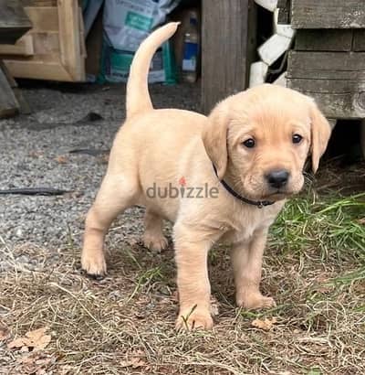 Labrador Puppies//Whatsapp Me +966 (583)921348