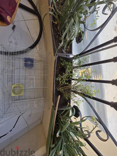 Bird cage and accessories