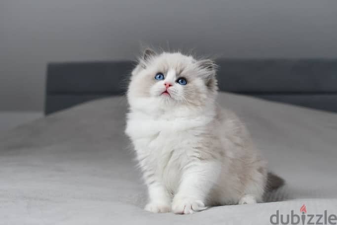 Ragdoll Kitten 1