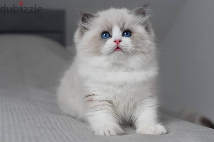 Ragdoll Kitten 2
