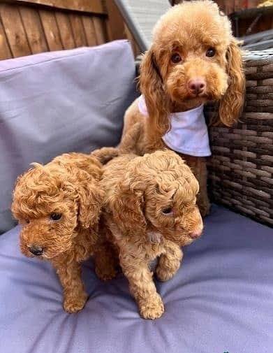 Toy Poodle Puppies//Whatsapp Me +966 (583)921348