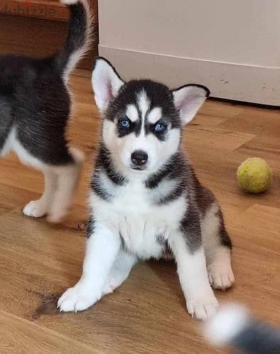Whatsapp Me (+966) 588993320//Siberian Husky/