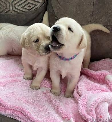 Labrador Puppies//Whatsapp Me +966 (583)921348