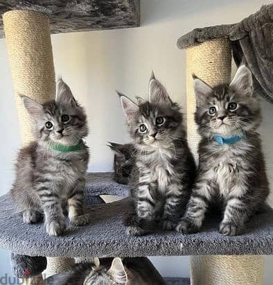 Maine Coon Cats//Whatsapp Me +966 (583)921348