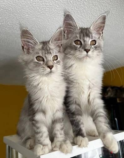 Maine Coon Cats//Whatsapp Me +966 (583)921348