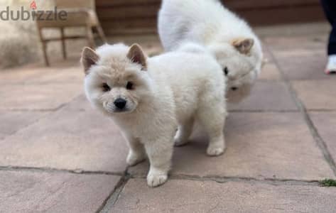 Chow Chow Puppies//Whatsapp Me +966 (583)921348