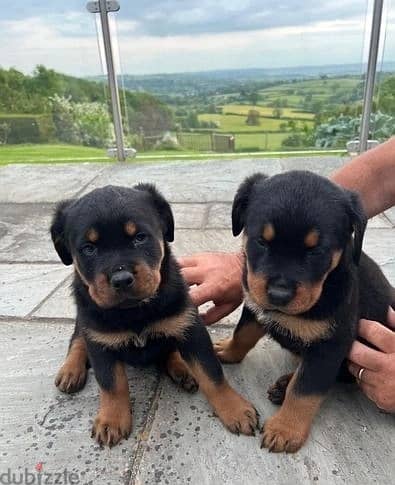 Whatsapp Me (+966) 588993320//Rottweiler Puppies