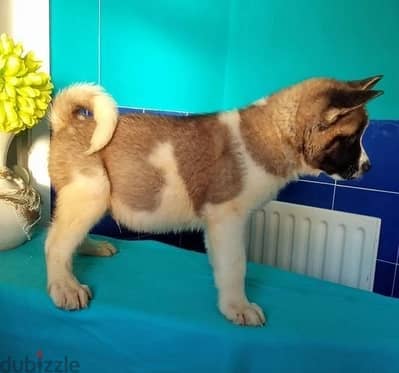 Akita Puppies//Whatsapp Me +966 (583)921348