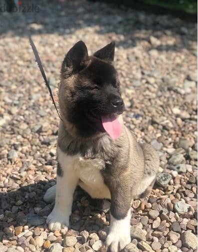 Whatsapp Me +966 (583)921348//Akita Puppies