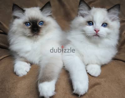Whatsapp Me (+966) 5889-93320//Ragdoll Cats