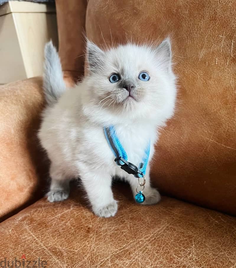 Whatsapp Me (+966) 5889-93320//Ragdoll Cats 1
